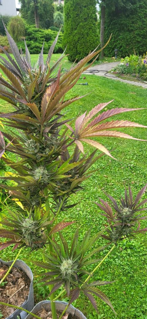 Gorilla Girl F1 Fast Version Outdoor. Week 13 - Strawberry Gorilla Auto