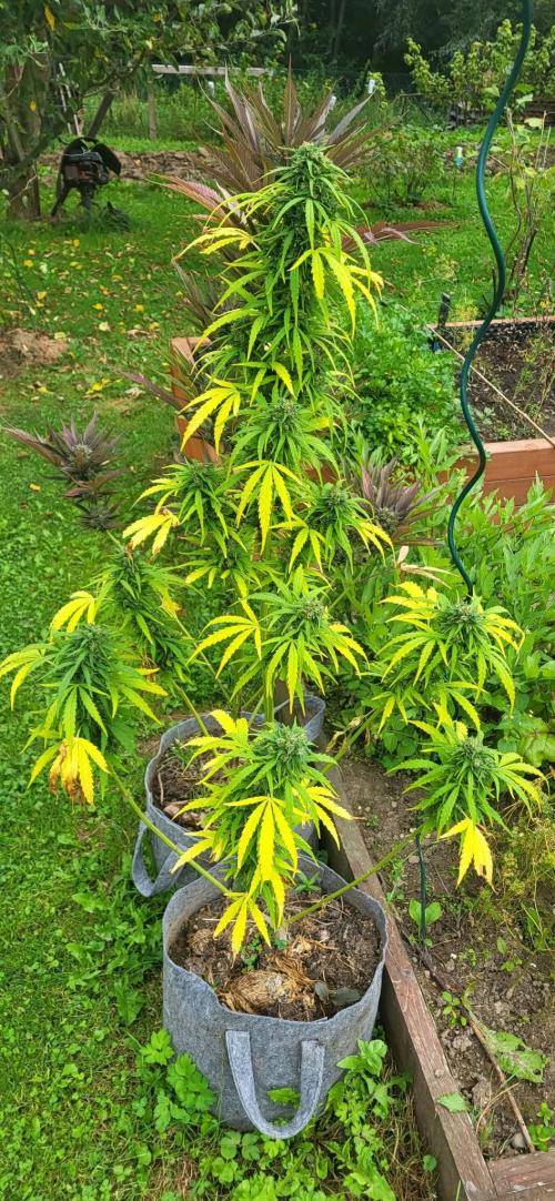 Gorilla Girl F1 Fast Version Outdoor. Week 13 - Gorilla Z... are they ready for harvest?
