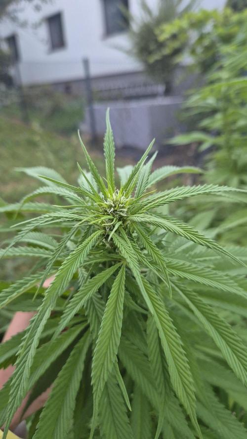 Gorilla Girl F1 Fast Version Outdoor. Week 14