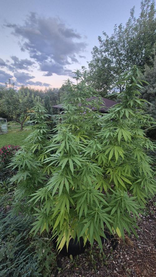 Gorilla Girl F1 Fast Version Outdoor. Week 14