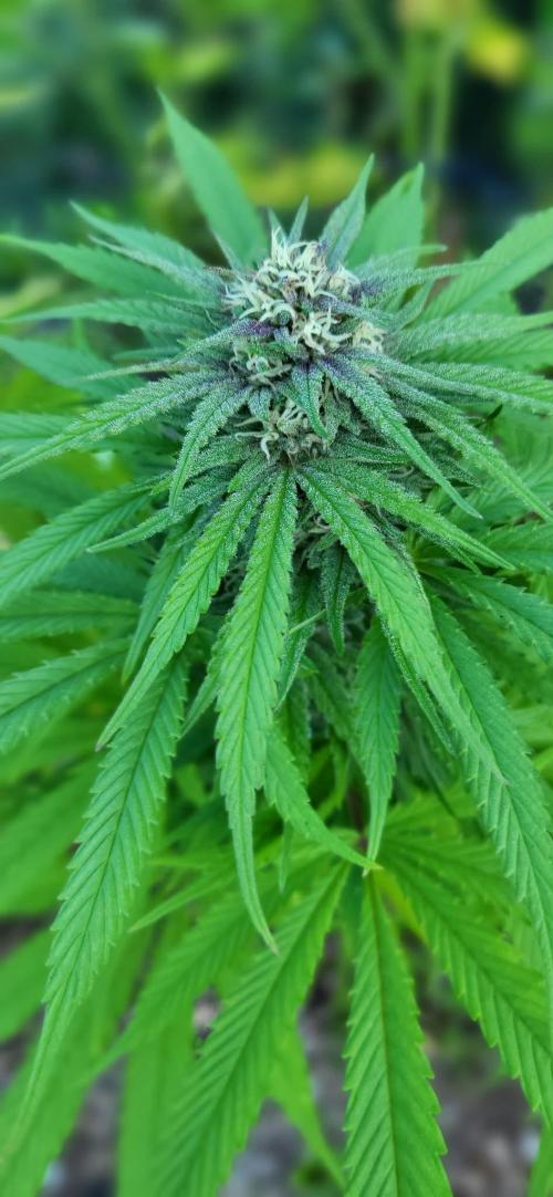 Gorilla Girl F1 Fast Version Outdoor. Week 15