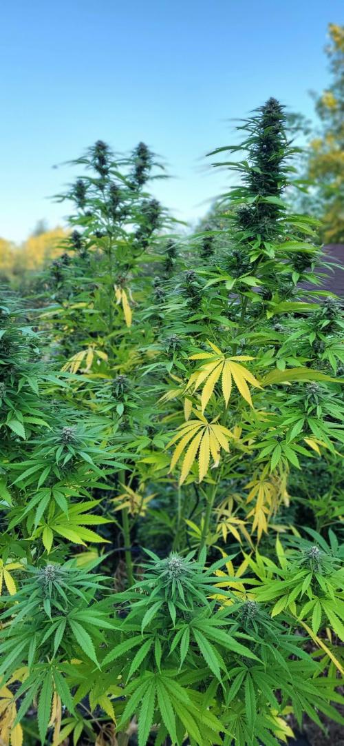 Gorilla Girl F1 Fast Version Outdoor. Week 15