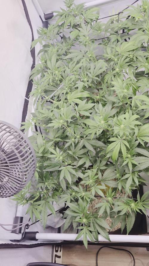 Klon aus Österreich