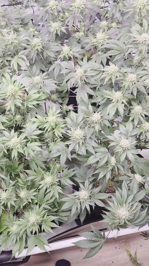 Klon aus Österreich