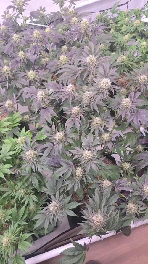 Klon aus Österreich