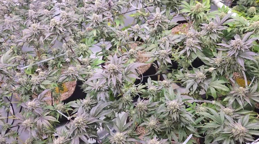 Klon aus Österreich