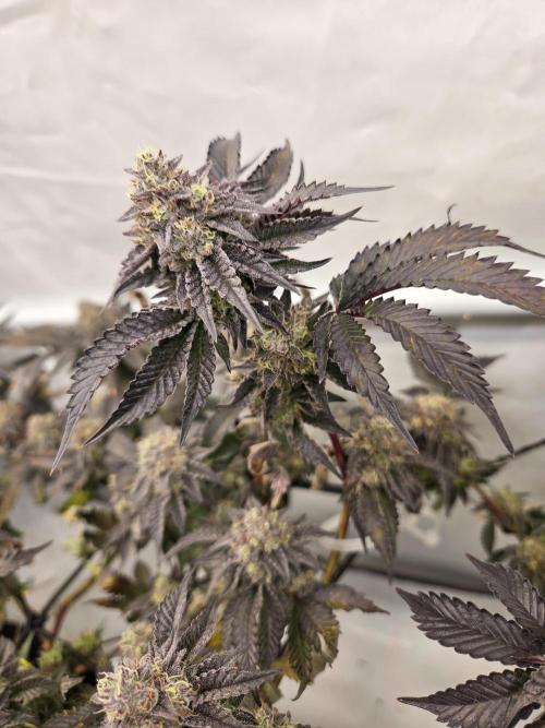 Klon aus Österreich. Week 7 - Ziemlich schwierige Pflanze ice cream cake