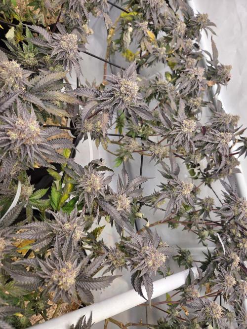 Klon aus Österreich. Week 7 - Ice cream cake