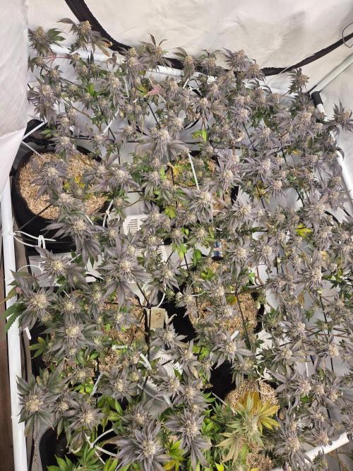 Klon aus Österreich. Week 7 - Ice cream cake