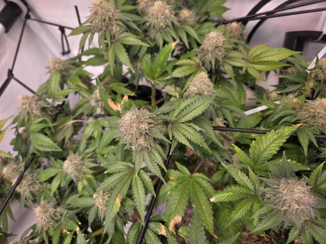 Klon aus Österreich. Week 7 - Die Streckungen waren schwach. Aber die Blüten sind fleischig. Imperium X