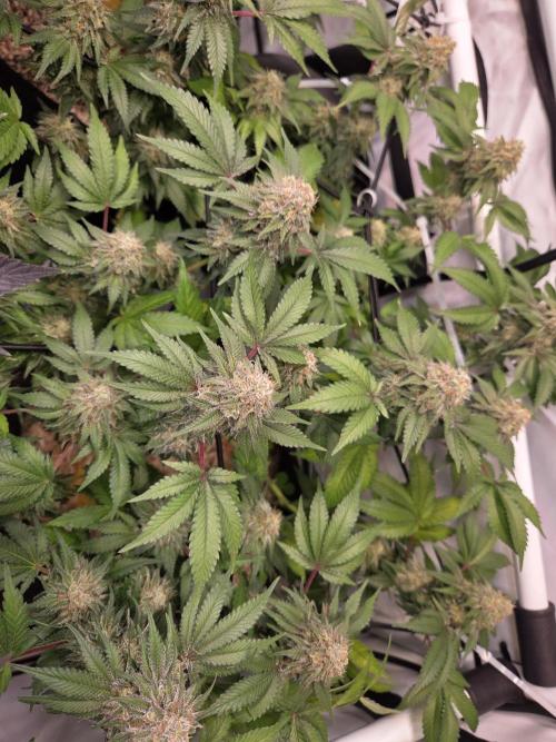 Klon aus Österreich. Week 7 - Imperiumx