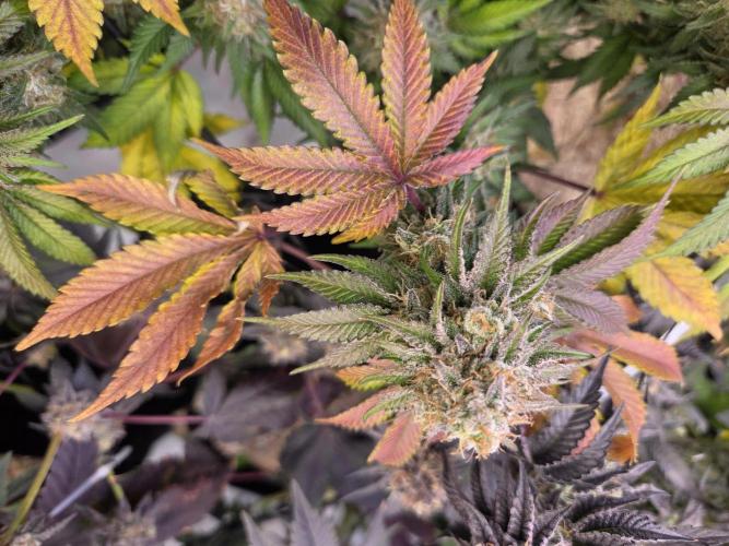 Klon aus Österreich. Week 7 - ImperiumX