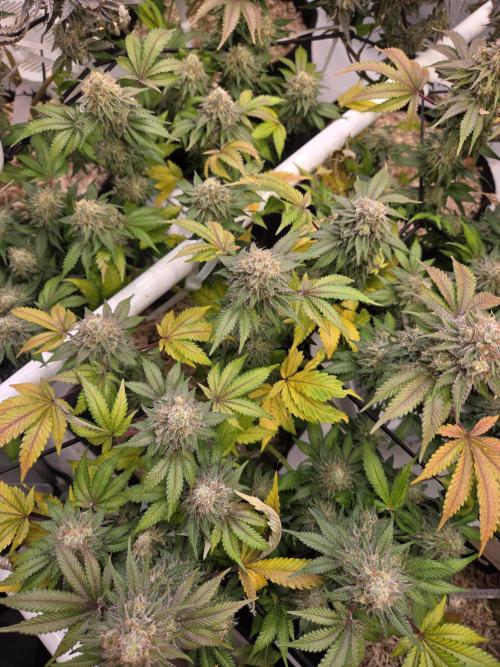 Klon aus Österreich. Week 7 - Imperium X