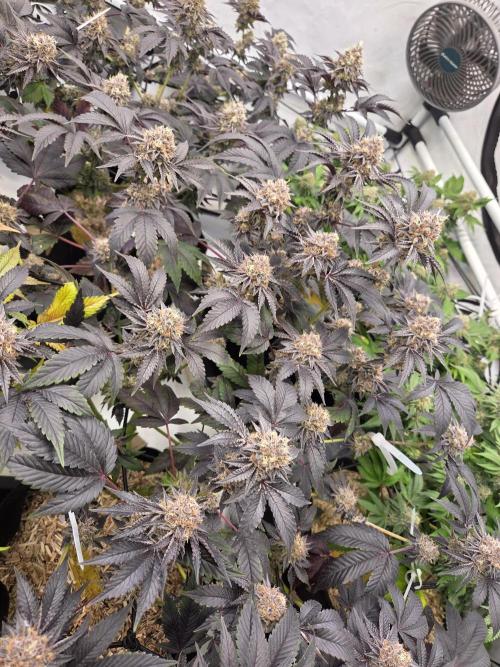 Klon aus Österreich. Week 7 - Schwieriger Start, aber schöne Blume, die sehr gut duftet.candinos