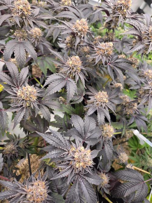 Klon aus Österreich. Week 7 - Candinos