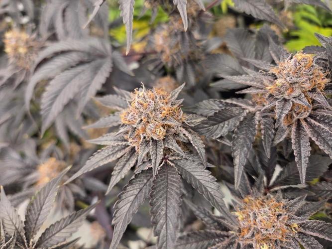 Klon aus Österreich. Week 8 - Candinos super dunkel