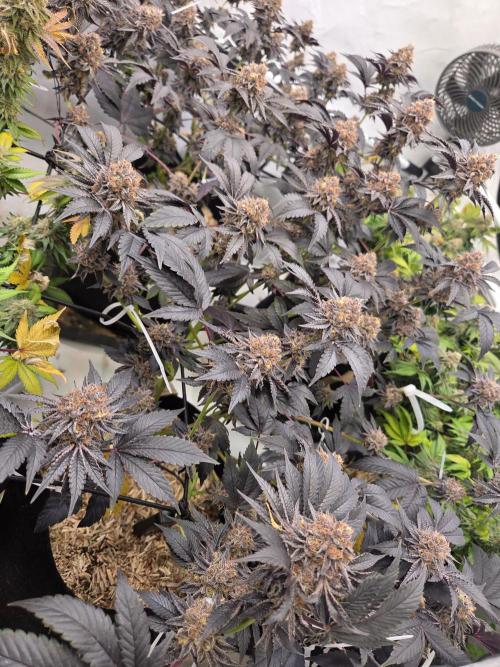 Klon aus Österreich. Week 8 - Candinos super dunkel