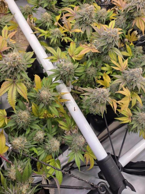 Klon aus Österreich. Week 8 - Schöne harzige Blume 