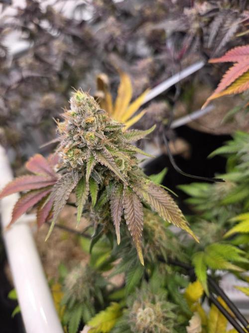 Klon aus Österreich. Week 8 - Schöne harzige Blume 