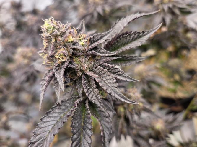 Klon aus Österreich. Week 8 - Schöne Farbe  ice cream cake Sie riecht stark.  