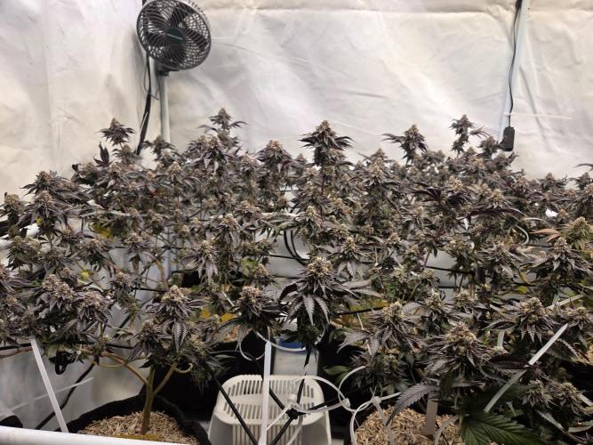 Klon aus Österreich. Week 8 - Schöne Farbe ice cream cake sie riecht stark.