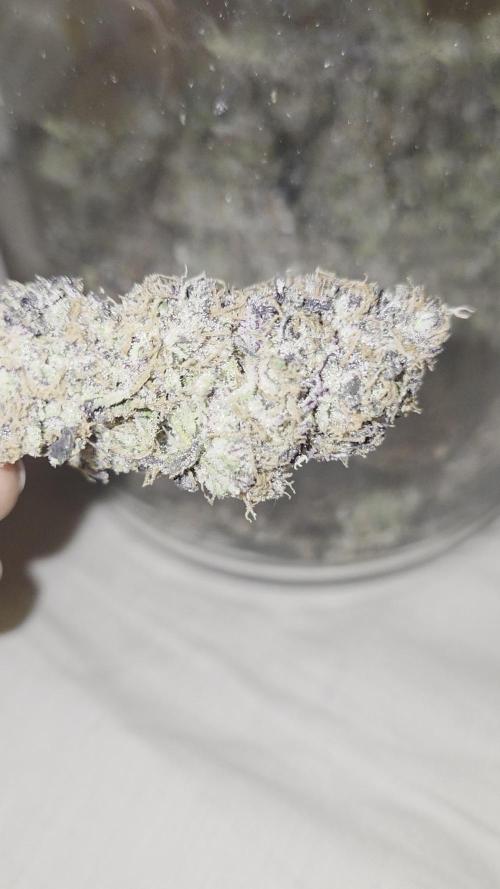 Klon aus Österreich