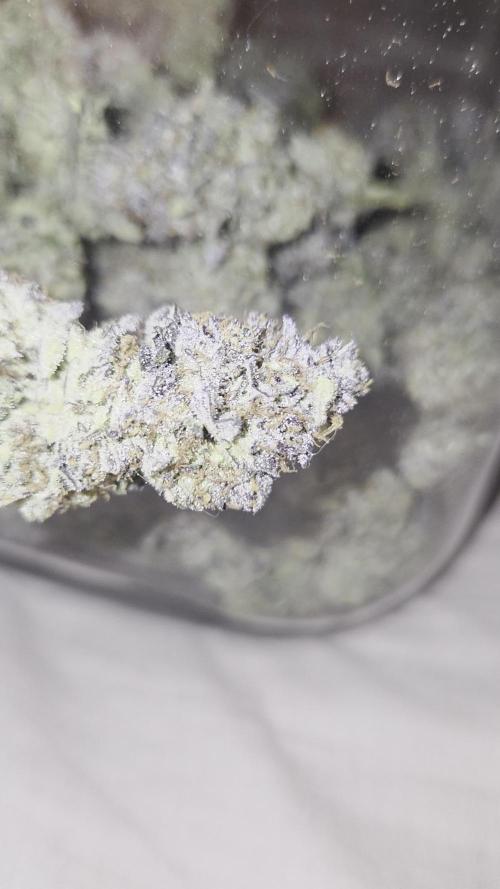 Klon aus Österreich