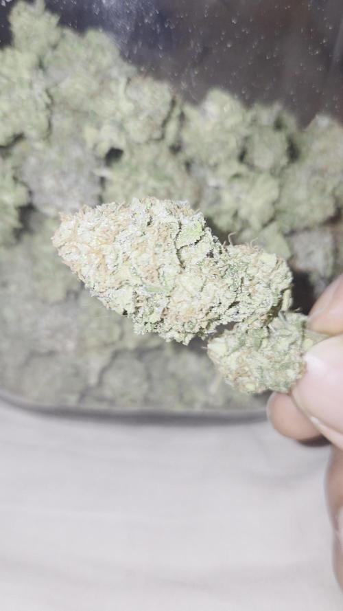 Klon aus Ăsterreich