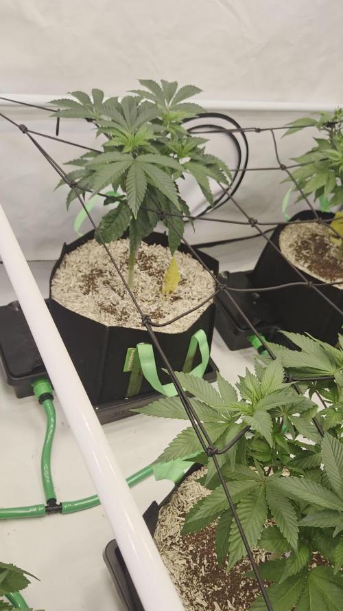 Erste  ALIEN-Bewässerungssystemen