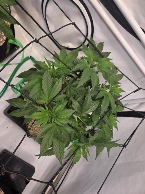 Erste  ALIEN-Bewässerungssystemen. Week 7