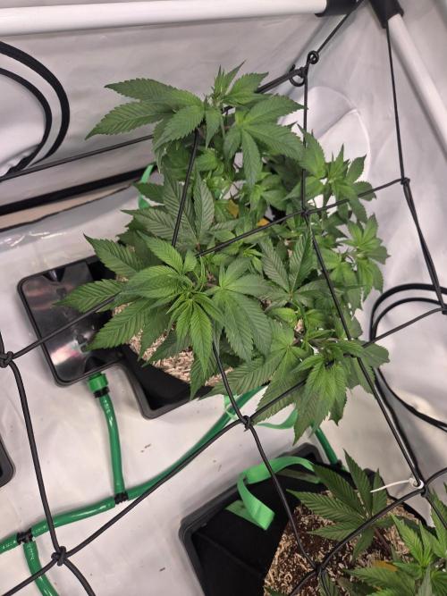 Erste  ALIEN-Bewässerungssystemen. Week 7