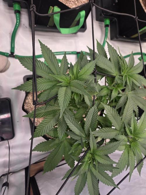 Erste  ALIEN-Bewässerungssystemen. Week 7