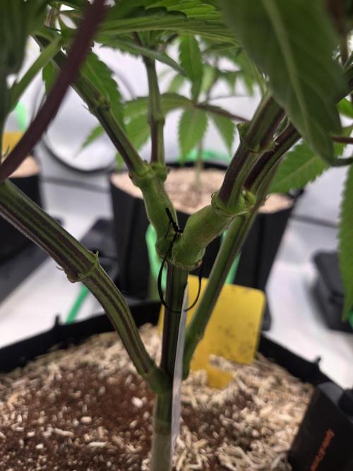 Erste  ALIEN-Bewässerungssystemen. Week 7