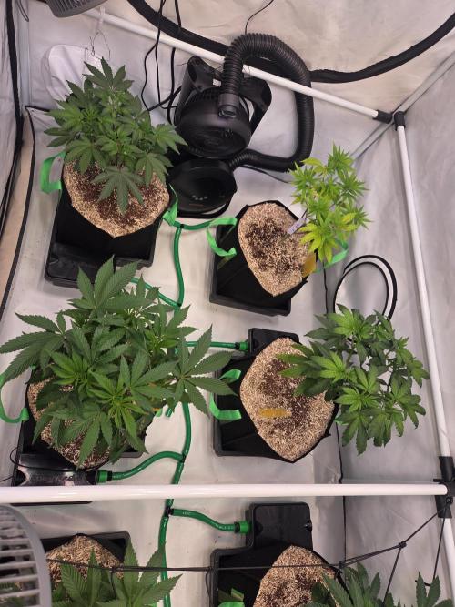 Erste  ALIEN-Bewässerungssystemen. Week 7