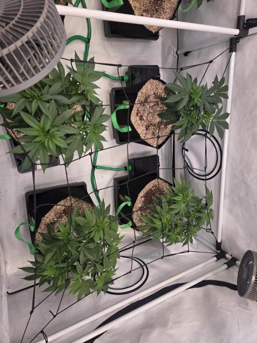 Erste  ALIEN-Bewässerungssystemen. Week 7