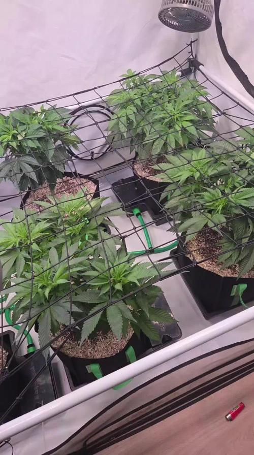 Erste ALIEN-Bewässerungssystemen