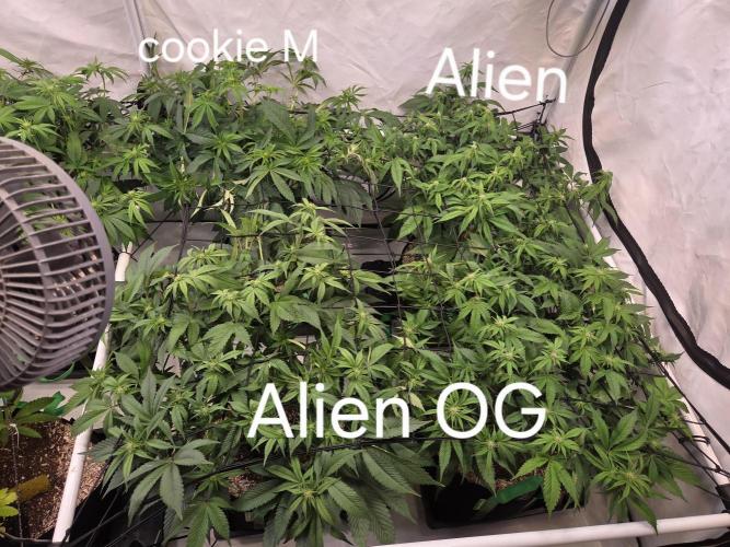 Erste  ALIEN-Bewässerungssystemen. Week 10