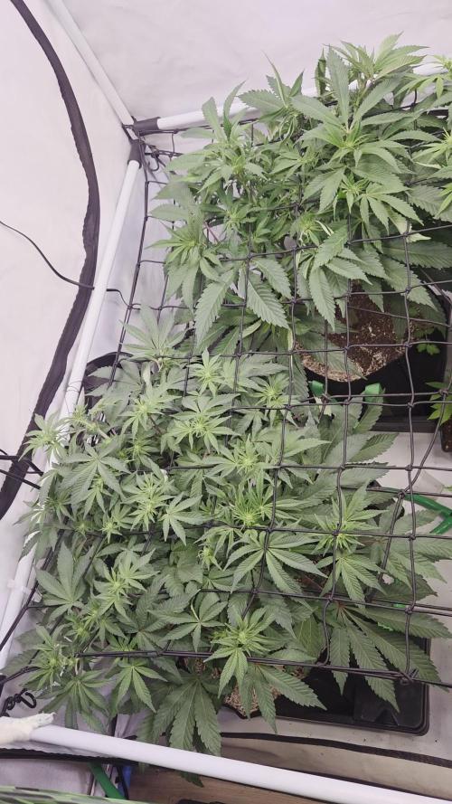 Erste ALIEN-Bewässerungssystemen