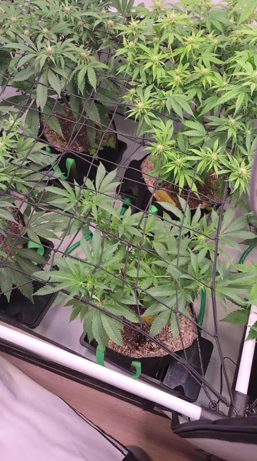 Erste  ALIEN-Bewässerungssystemen