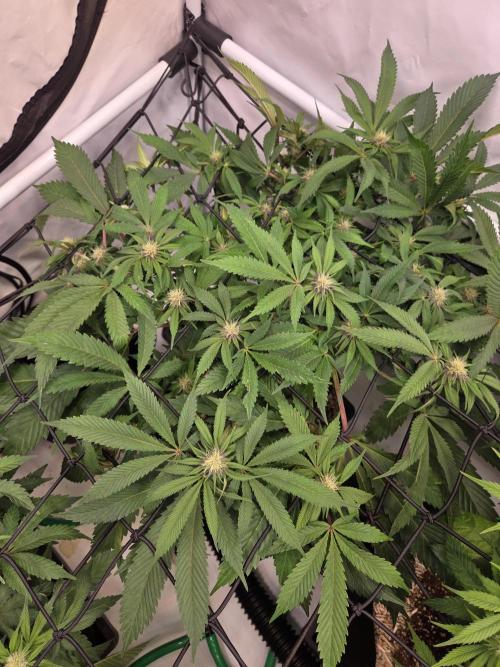 Erste  ALIEN-Bewässerungssystemen. Week 11