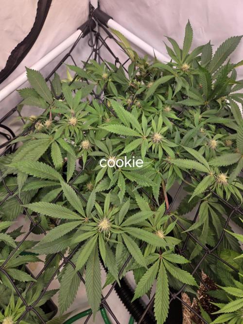 Erste  ALIEN-Bewässerungssystemen. Week 11