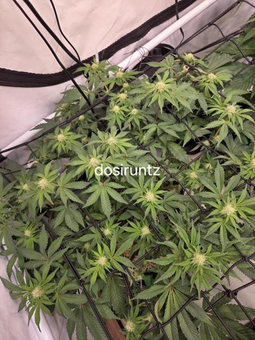 Erste  ALIEN-Bewässerungssystemen. Week 11