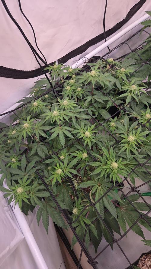 Erste  ALIEN-Bewässerungssystemen. Week 11