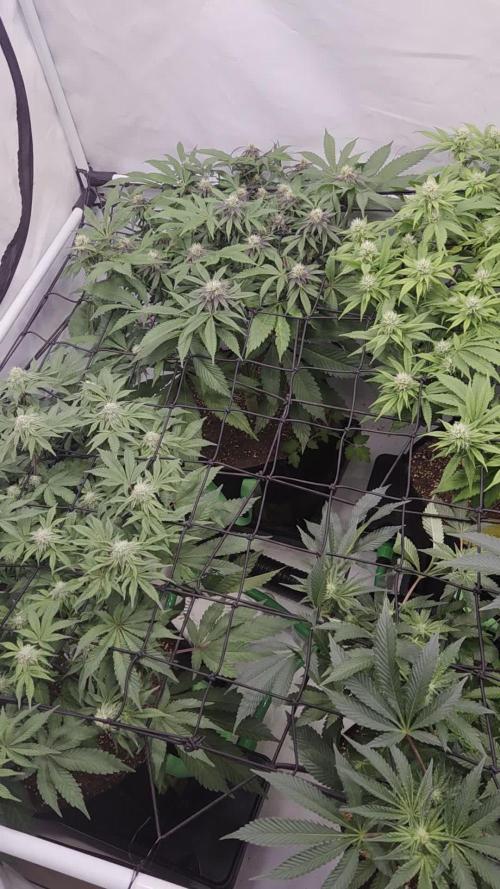 Erste  ALIEN-Bewässerungssystemen