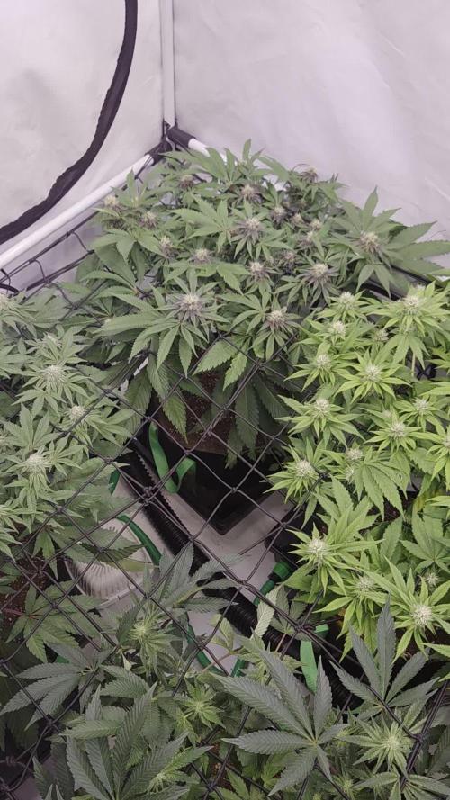 Erste  ALIEN-Bewässerungssystemen