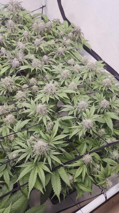 Erste  ALIEN-Bewässerungssystemen