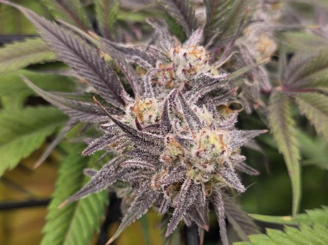 Erste  ALIEN-Bewässerungssystemen. Week 14