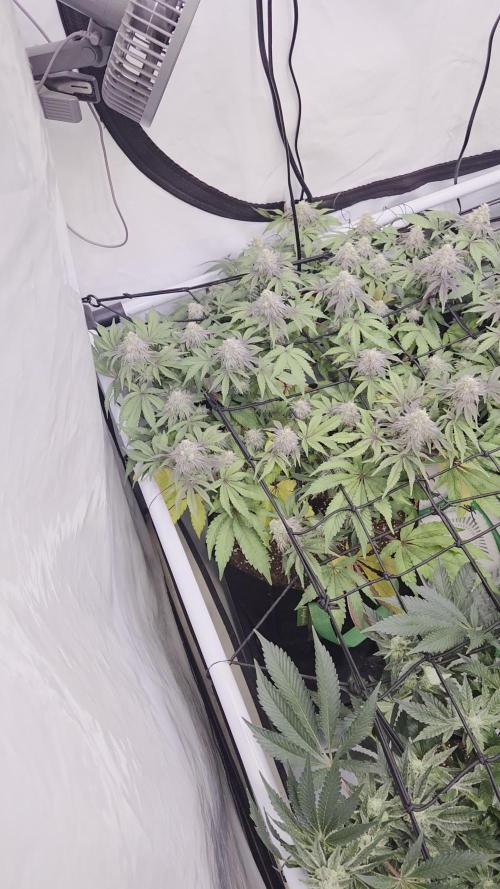 Erste  ALIEN-Bewässerungssystemen