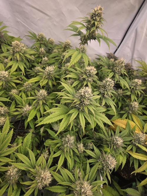 Erste  ALIEN-Bewässerungssystemen. Week 15