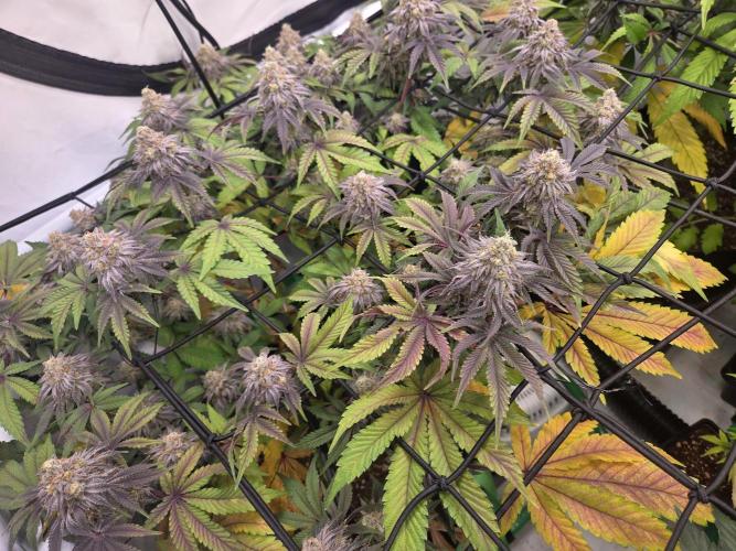 Erste  ALIEN-Bewässerungssystemen. Week 15